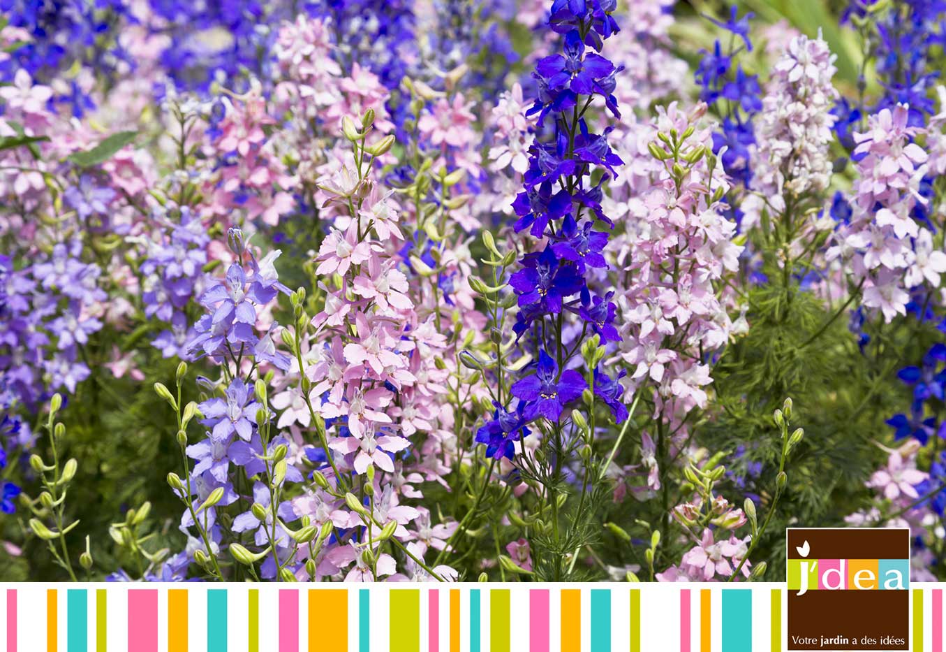 03 delphinium