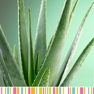 ALOEVERA