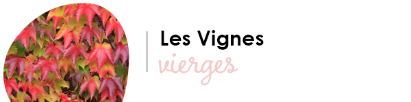 VISUELS RONGEURS2