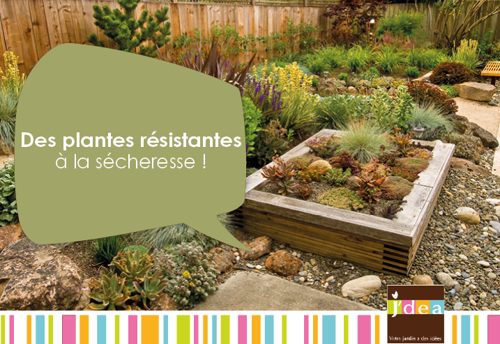 Les plantes résistantes à la sécheresse !