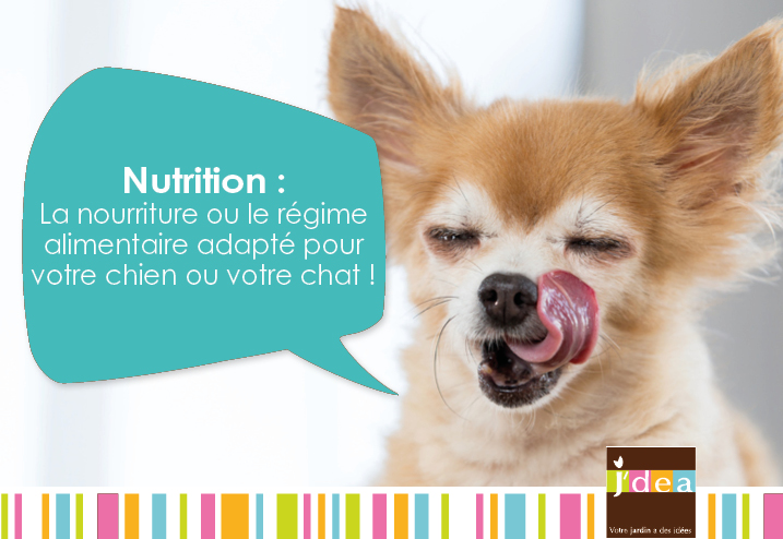 Nutrition : la nourriture ou le régime alimentaire adapté pour votre chien ou votre chat !