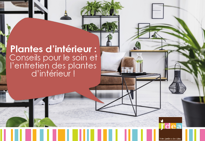 Plantes d'intérieur : Conseils pour le soin et l'entretien des plantes d'intérieur !