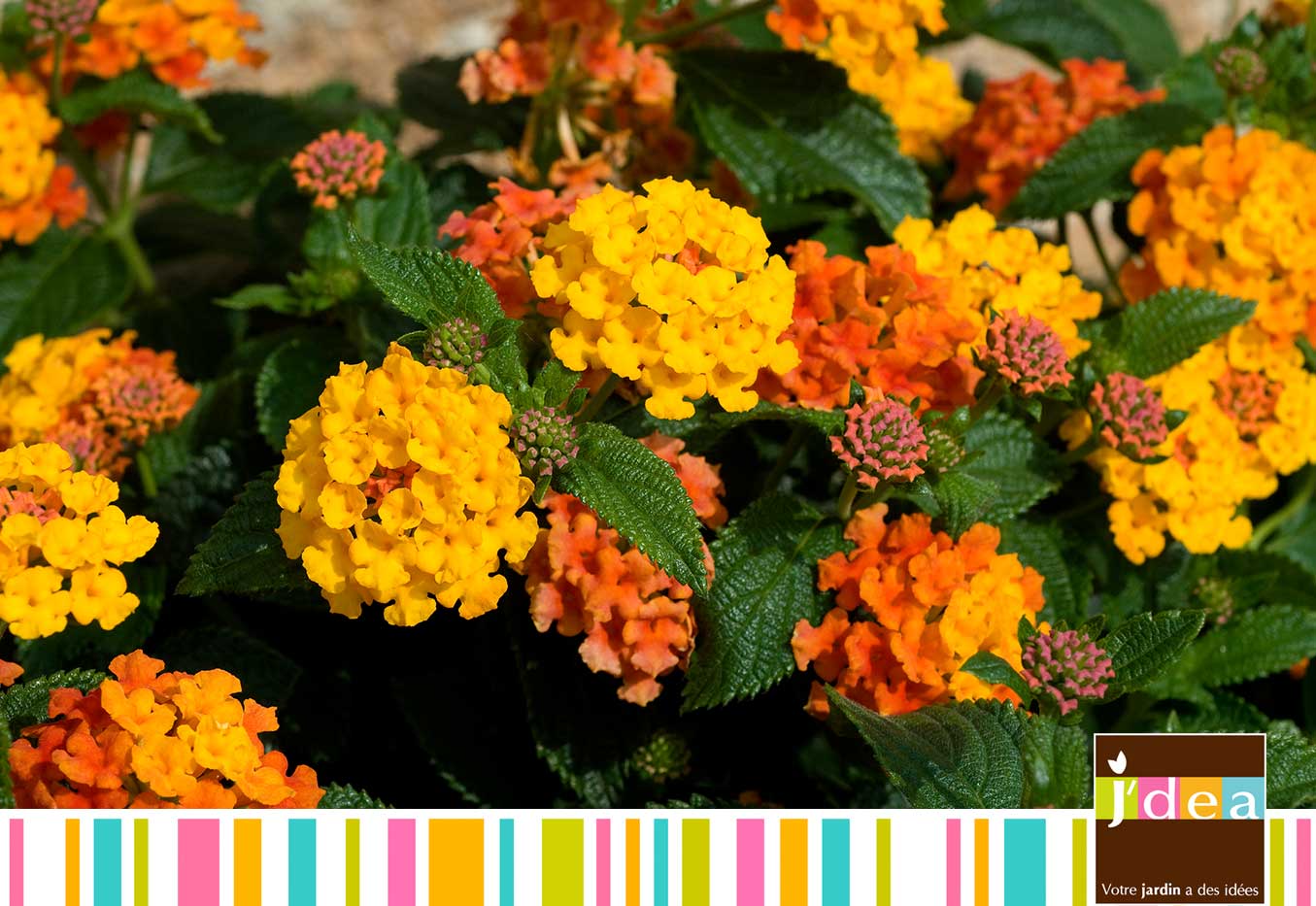 jdea lantana