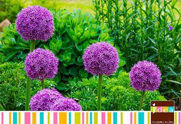 jdea allium giganteum intro